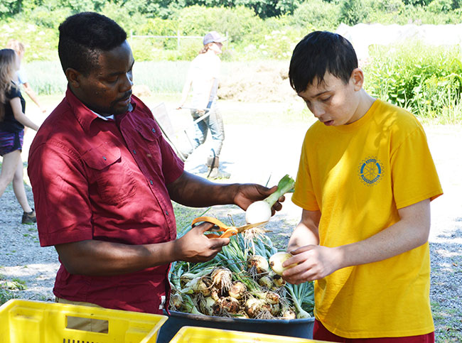 Student and staff trimming onions at Gaining Ground